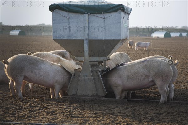 Free range pig farming, Sutton Heath, Suffolk, England, United Kingdom, Europe