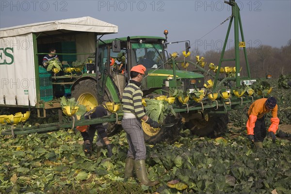A team of field workers for Staples company harvesting vegetables at Iken, Suffolk, England, United Kingdom, Europe