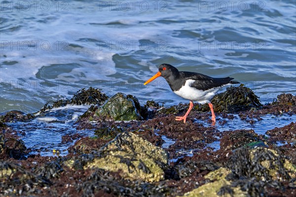 Common pied oystercatcher, Eurasian oystercatcher (Haematopus ostralegus) foraging among rocks on rocky shore along the North Sea coast in winter