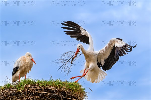 White stork (Ciconia ciconia) female rests while nest building and male landing with big branch in beak for reinforcing old nest from previous spring