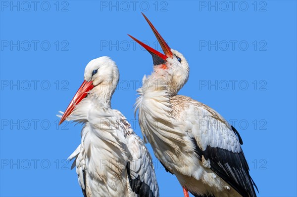 White stork (Ciconia ciconia) pair with female and male bill-clattering as courtship display on the nest in spring