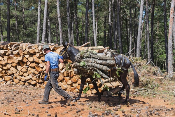 A labourer leads a loaded mule next to a pile of wood in the forest, near Soufli, Eastern Macedonia and Thrace, Greece, Europe