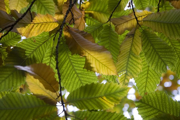 Autumn leaves Castanea sativa sweet chestnut tree viewed from underneath