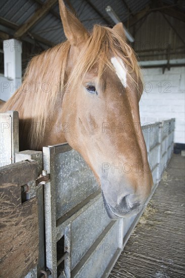 Mare standing in stables at Horse stud, stables and tourist attraction at The Suffolk Punch Trust, Hollesley, Suffolk, England, United Kingdom, Europe