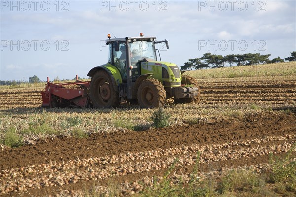 Tractor harvesting onion crop, Alderton, Suffolk, England, United Kingdom, Europe