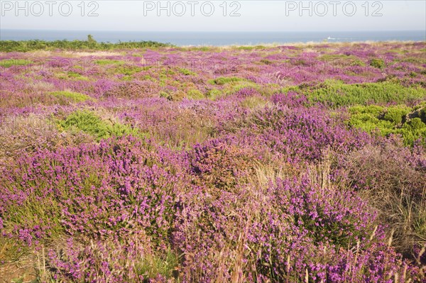 Heather in flower with view to sea on Dunwich Heath, Suffolk, England, United Kingdom, Europe