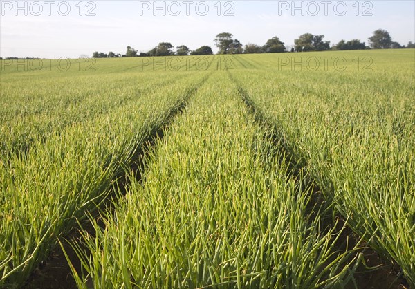 Rows of onion growing in farm field, Alderton, Suffolk, England, UK