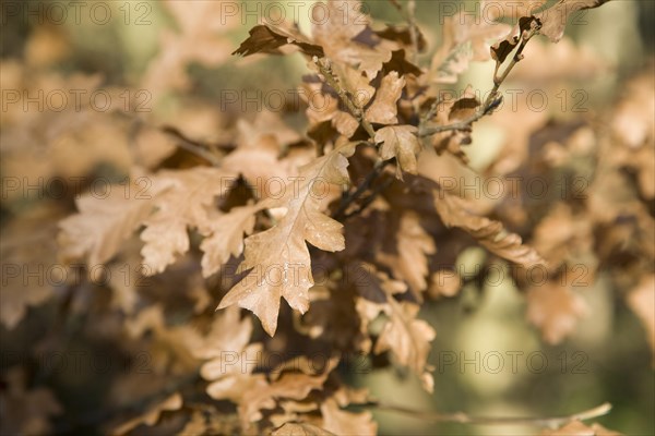 Close up brown leaves in winter on Quercus Robur oak tree, Suffolk, England, United Kingdom, Europe