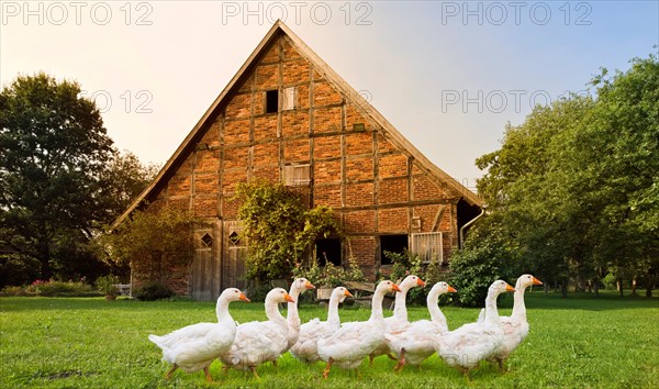 Farm with geese