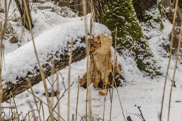 Cut down tree, a clear sign of Eurasian beaver activity, photographed in winter on the bank of Sapina River near Stregielek village in the Pozezdrze Commune of the Masurian Lake District. Wegorzewo County, Warmian-Masurian Voivodeship, Poland, Europe