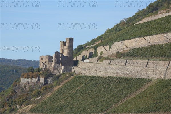 Ehrenfels Castle in vineyards, wine-growing region, Ruedesheim, Rheingau, Taunus, Hesse, UNESCO, Upper Middle Rhine Valley, Middle Rhine Valley, Germany, Europe