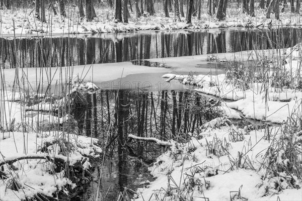 Sapina River and the riparian forest, the swamp, partially reflecting in the slowly flowing water, seen in mid-winter, during the early, January thaw, with some snow on the ground and barren trees, chiefly common alders around. Monochrome, greyscale photograph. Sapina Valley near the Stregielek village in the Pozezdrze Commune of the Masurian Lake District. Wegorzewo County, Warmian-Masurian Voivodeship, Poland, Europe