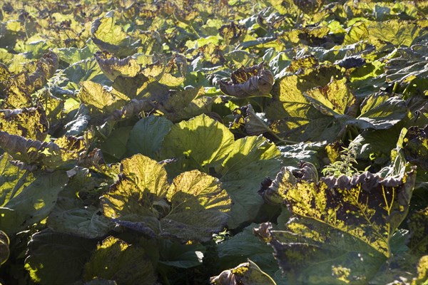 Giant Rhubarb, Gunnera tinctoria, Gunneraceae plants backlight by sun in field, Suffolk, UK