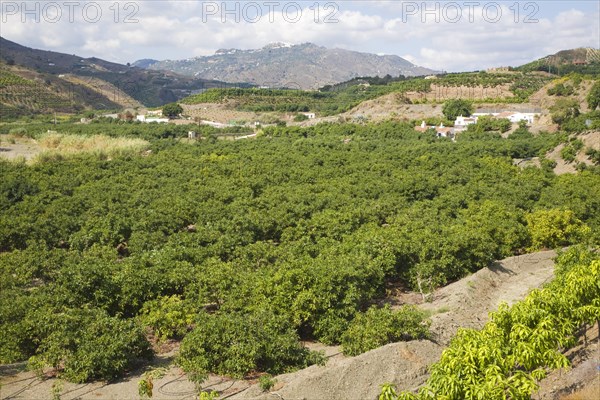 Fruit trees fertile valley farm land Rio Benamago valley, Malaga province, Spain with a distant view of Comares