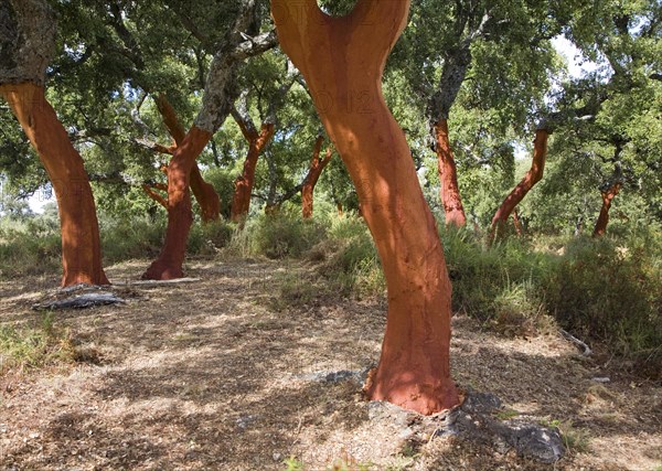 Red tree trunks freshly harvested bark Quercus suber, Cork oak, Sierra de Grazalema natural park, Cadiz province, Spain, Europe