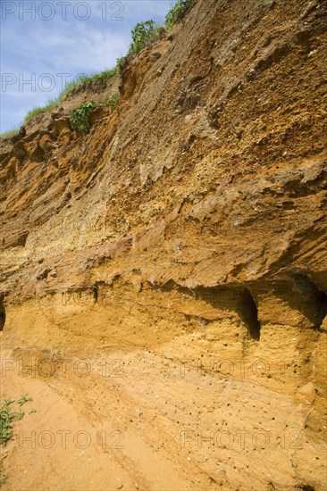 Red crag rock exposed at Buckanay Pit quarry, Alderton, Suffolk, England, United Kingdom, Europe