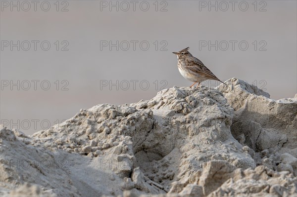 Central European crested lark (Galerida cristata, Alauda cristata) with erect crest feathers in the dunes along the North Sea coast in winter