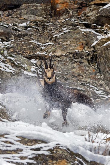 Two chamois (Rupicapra rupicapra) males fighting in rock face in winter during the rut in the European Alps. Dominant male chasing competitor away