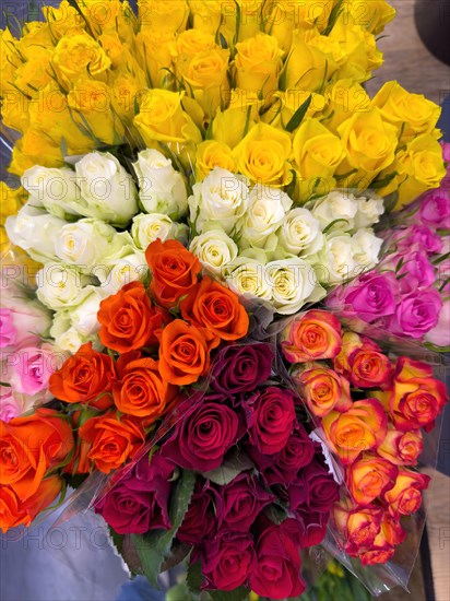Bouquet of roses several bouquets of roses in sales display in colour yellow white red purple orange pink, international
