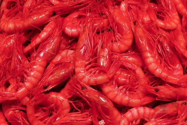 Fresh prawns are sold in the Malaga fish market, 12/02/2019