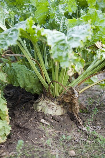 Beta vulgaris Sugar beet plant growing in field, Suffolk, England, United Kingdom, Europe