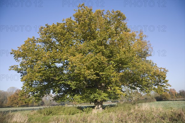 Common lime tree autumn leaf colours standing in field, Sutton, Suffolk, England, United Kingdom, Europe