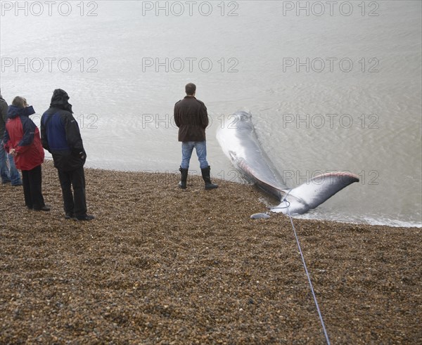 Fin Whale, Balaenoptera physalus, washed up dead on Shingle Street, Suffolk, England, United Kingdom, Europe