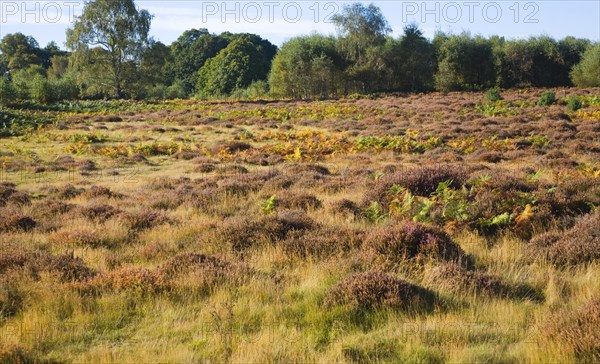 Heathland vegetation in autumn on Sutton Heath, Sandlings heathland, Suffolk, England, United Kingdom, Europe