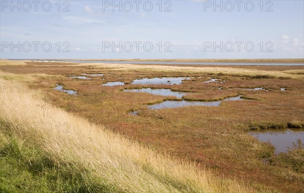 Mudflats and saltings vegetation on the tidal River Ore behind Orford ness shingle spit, Suffolk, England, United Kingdom, Europe