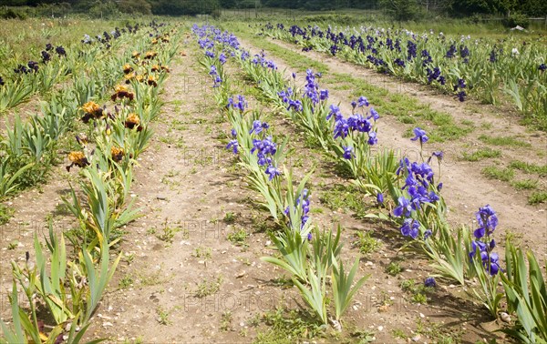 Woottens plant nursery field of bearded iris, Wenhaston, Suffolk, England, United Kingdom, Europe