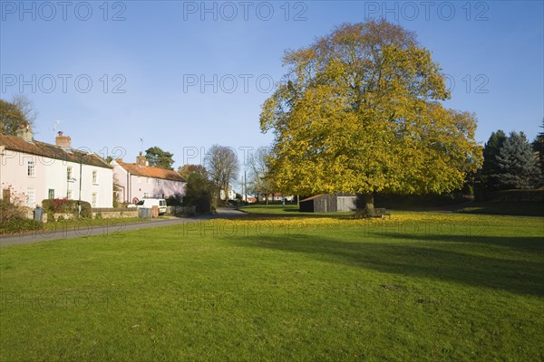 Large lime tree in autumn leaf on the village green in Westleton, Suffolk, England, United Kingdom, Europe