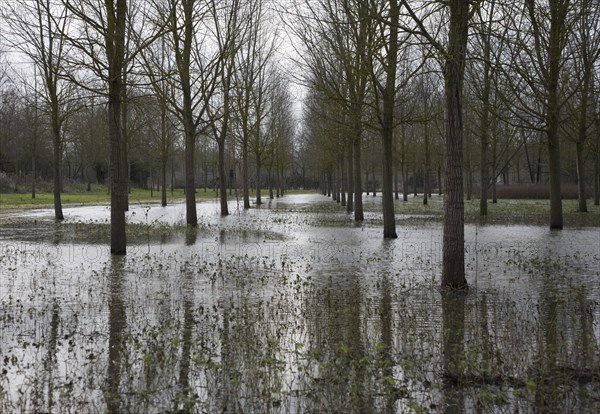 Salix Alba Caerulea, cricket bat willow trees in flood water on River Deben flood plain wetland, Campsea Ashe, Suffolk, England, United Kingdom, Europe