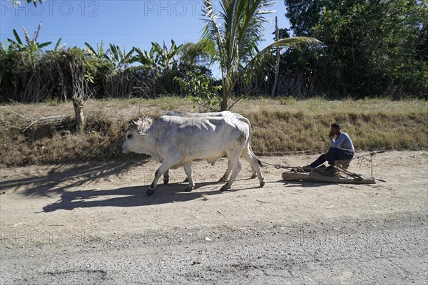 Ox cart near Holguin, Cuba, Cuba, Central America