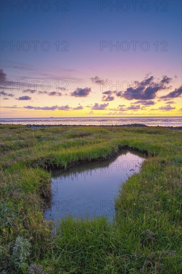 Small pond in the polder area on the North Sea, portrait format, evening light, sunset, Dorum, Landwursten, North Sea coast, Lower Saxony, Germany, Europe