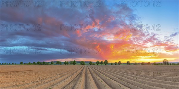 Potato field at sunset, panorama, landscape, evening light, landscape photography, Bockenem, Hildesheim, Lower Saxony, Germany, Europe
