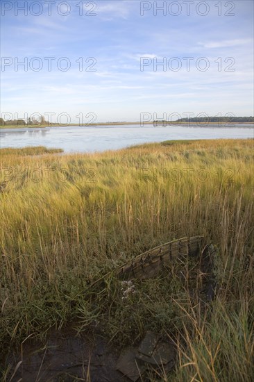 Walberswick National Nature reserve wetland environment marshes Blythburgh, Suffolk, England, United Kingdom, Europe