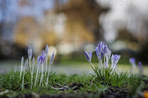 The first crocuses bloom in front of Beck's Muehle (Muehle am Wall) in Bremen Bremen, 17.02.2024