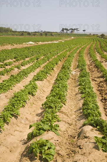 Rows of potatoes growing in field, Bawdsey, Suffolk, England, United Kingdom, Europe