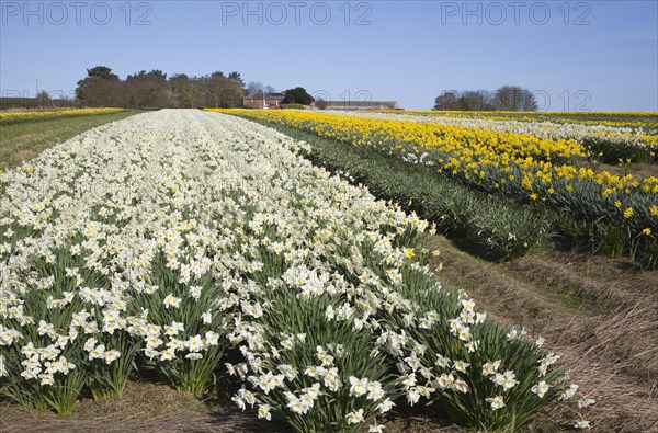 Field of cultivated daffodils, near Happisburgh, Norfolk, Engaldn