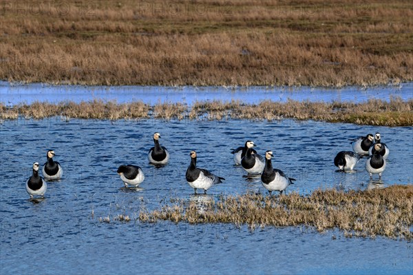 Flock of barnacle geese (Branta leucopsis) resting in wetland in winter, Schouwen-Duiveland, Zeeland, Netherlands