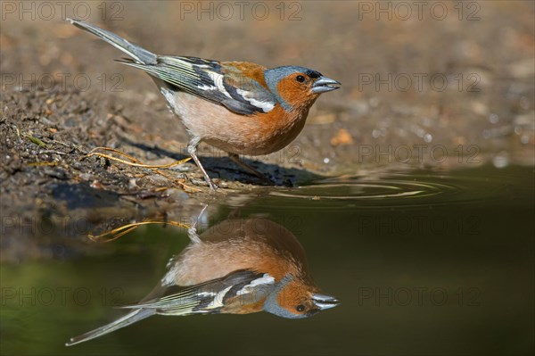 Common chaffinch (Fringilla coelebs) male drinking water from pond, rivulet