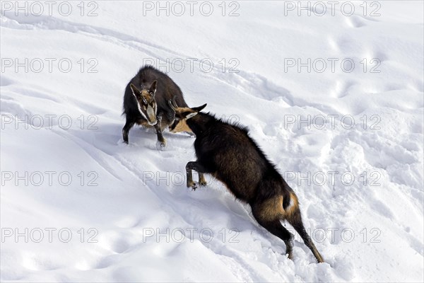 Two chamois (Rupicapra rupicapra) males fighting in the snow in winter during the rut in the European Alps