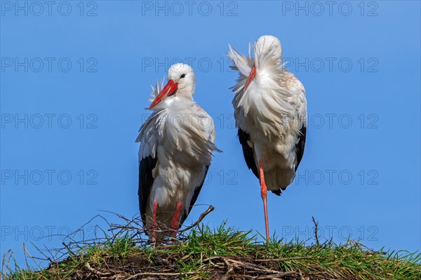 White stork (Ciconia ciconia) pair, male and female posing on old nest from previous spring on a windy day