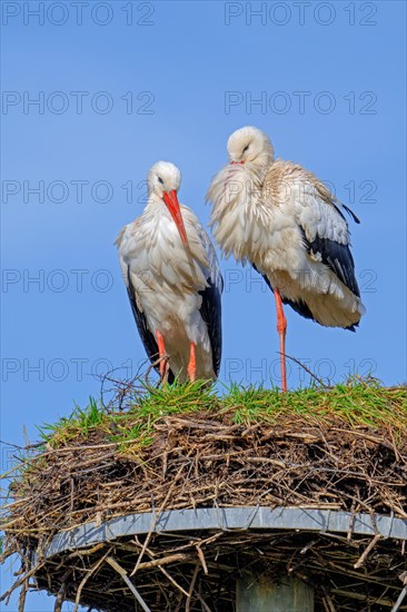 White stork (Ciconia ciconia) pair, male and female on old nest from previous spring made on artificial nesting platform