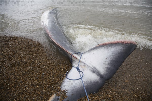 Fin Whale, Balaenoptera physalus, washed up dead on Shingle Street, Suffolk, England, United Kingdom, Europe