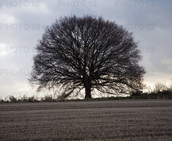 Rounded Quercus Robur oak tree outline on dark overcast winter day, Sutton, Suffolk, England, United Kingdom, Europe