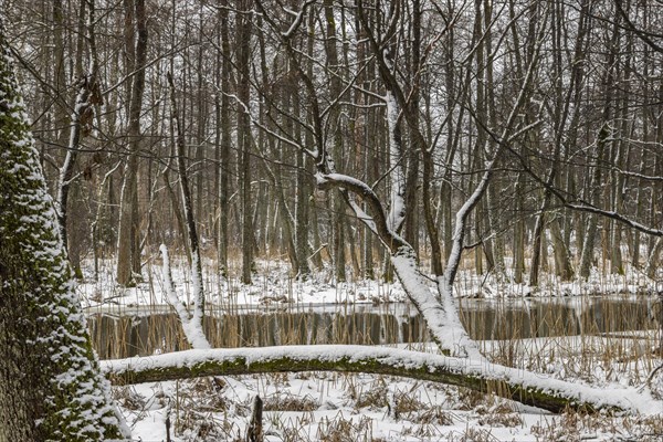 Sapina River and the riparian forest, the swamp, partially reflecting in the slowly flowing water, seen in mid-winter, during the early, January thaw, with some snow on the ground and barren trees, chiefly common alders around. Sapina Valley near the Stregielek village in the Pozezdrze Commune of the Masurian Lake District. Wegorzewo County, Warmian-Masurian Voivodeship, Poland, Europe