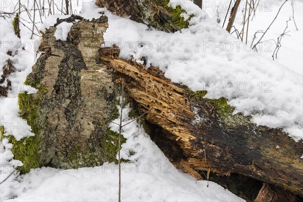 Decaying wood log and a piece of a silver birch bark, partially overgrown with moss and lichen, seen in the snow. Photographed in winter, on the bank of the Sapina River near Stregielek village in the Pozezdrze Commune of the Masurian Lake District. Wegorzewo County, Warmian-Masurian Voivodeship, Poland, Europe