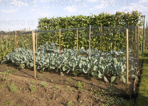 Runner bean and cabbage plants growing in an allotment garden, Shottisham, Suffolk, England, United Kingdom, Europe