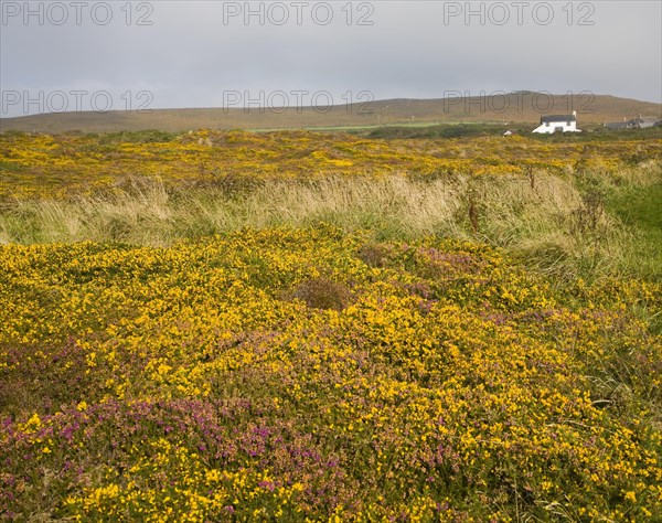 Yellow flowering common gorse and heather on St Agnes Head, Cornwall, England, United Kingdom, Europe
